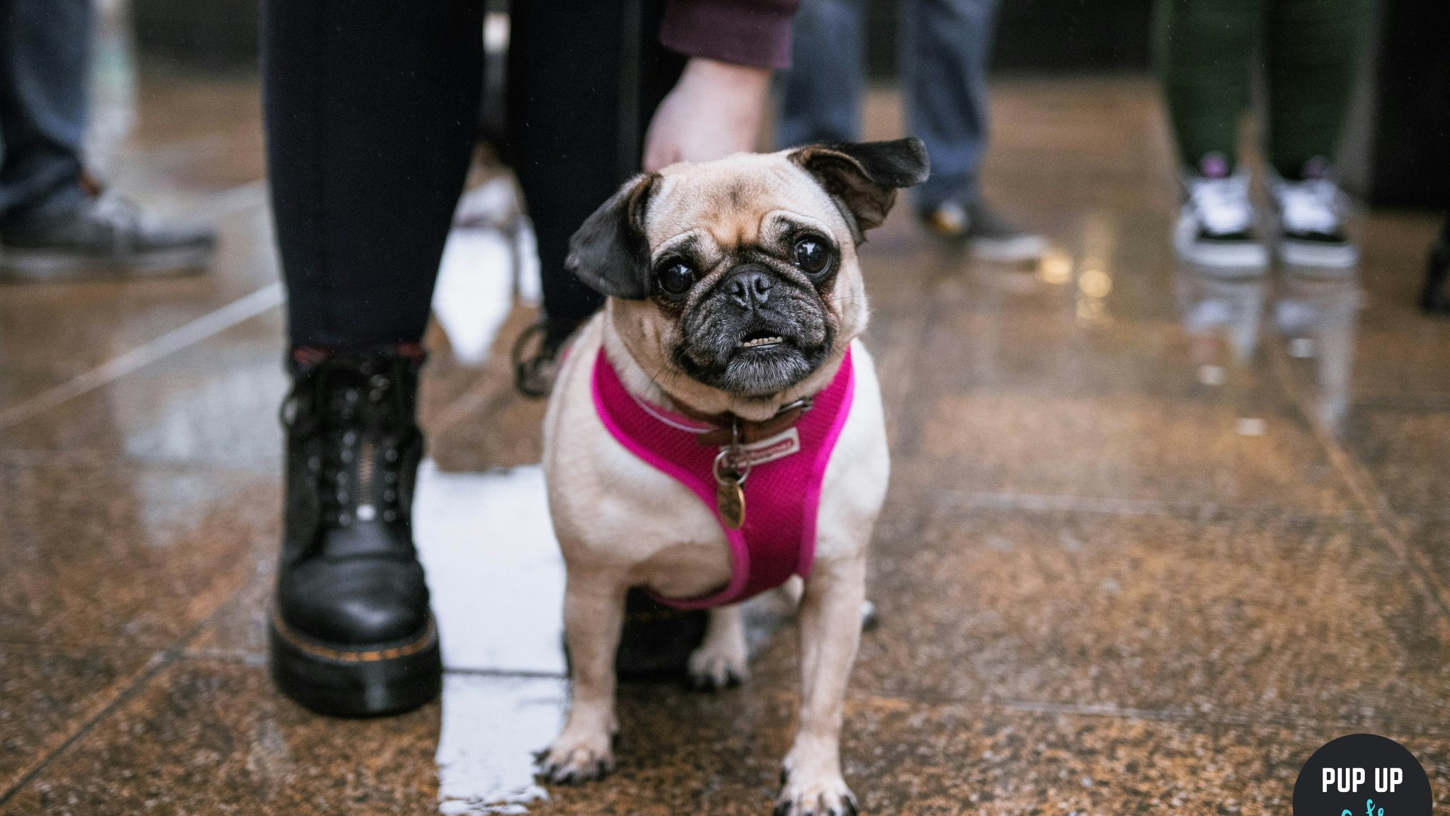 Pug Pup Up Cafe – Liverpool