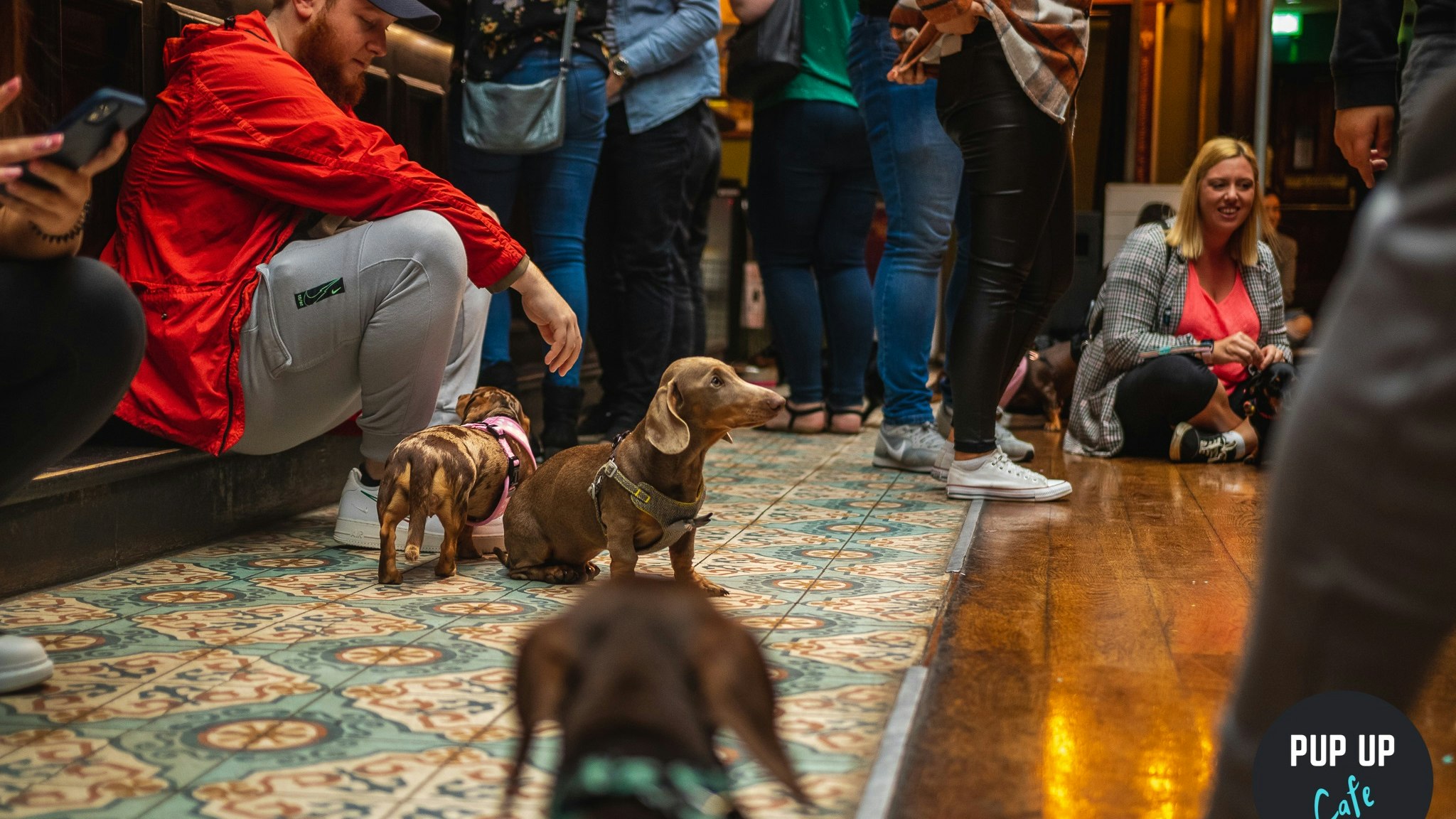 Dachshund Pup Up Cafe – Wycombe