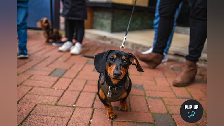 Dachshund Pup Up Cafe - Southampton