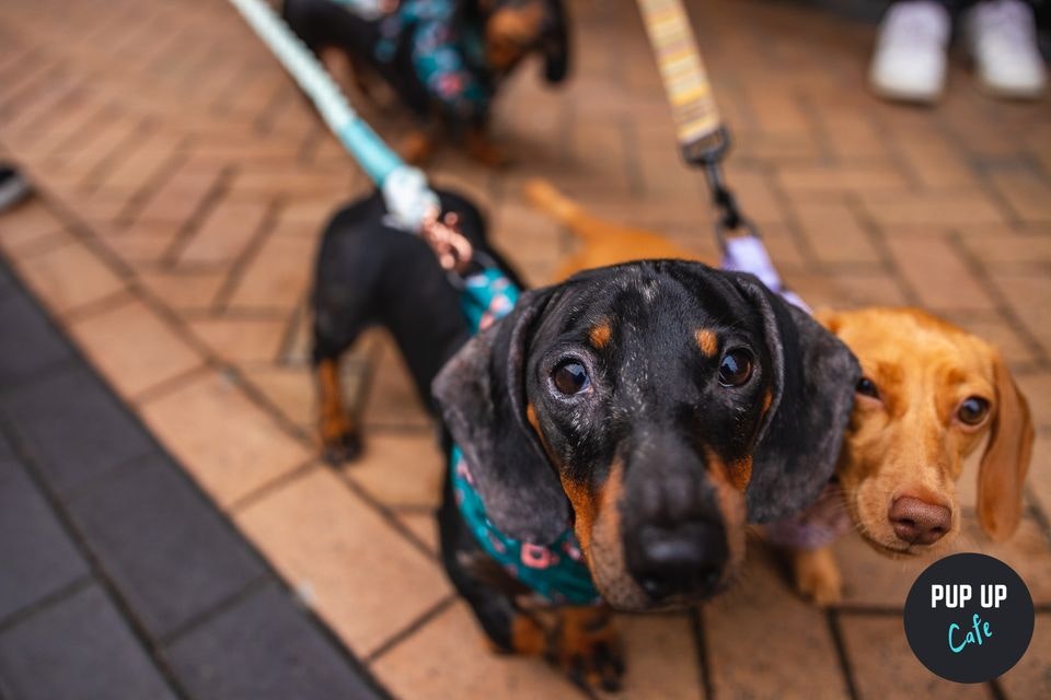 Dachshund Pup Up Cafe – Blackpool