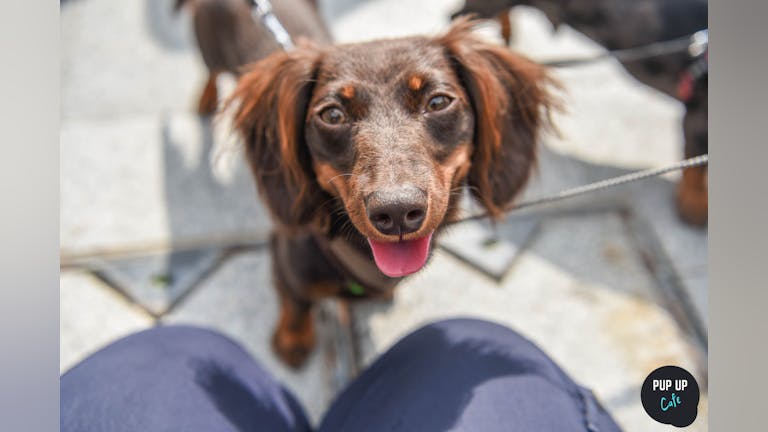 Dachshund Pup Up Cafe - London