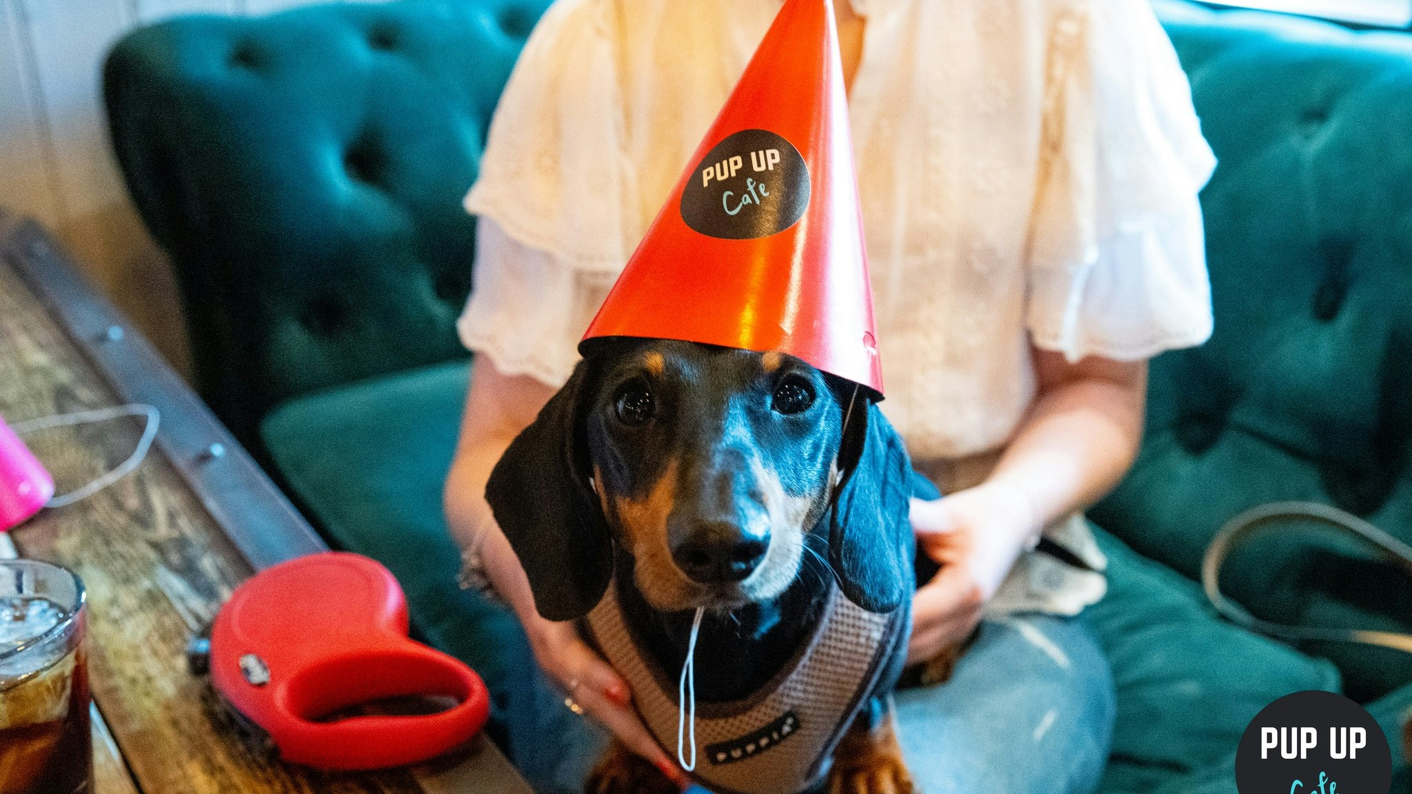 Dachshund Pup Up Cafe – Torquay