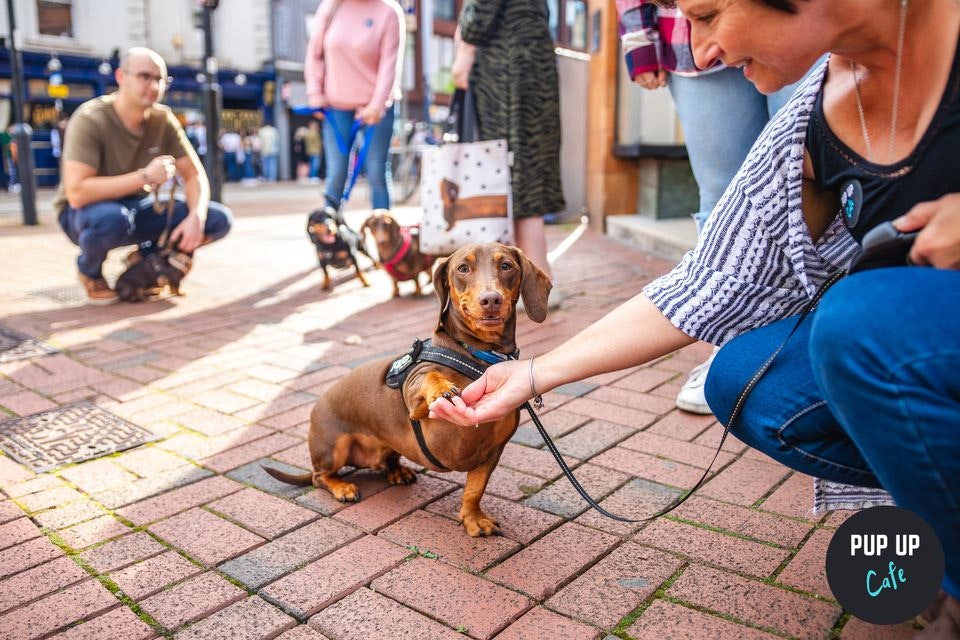 Dachshund Pup Up Cafe – Sheffield