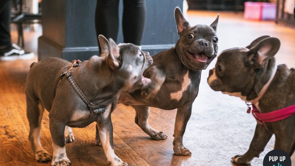 Frenchie Pup Up Cafe – Reading