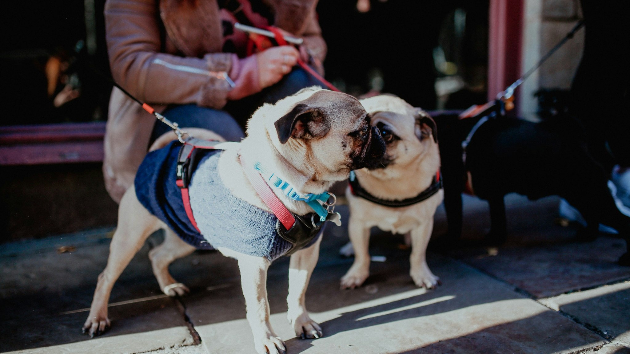 Pug Pup Up Cafe – Manchester