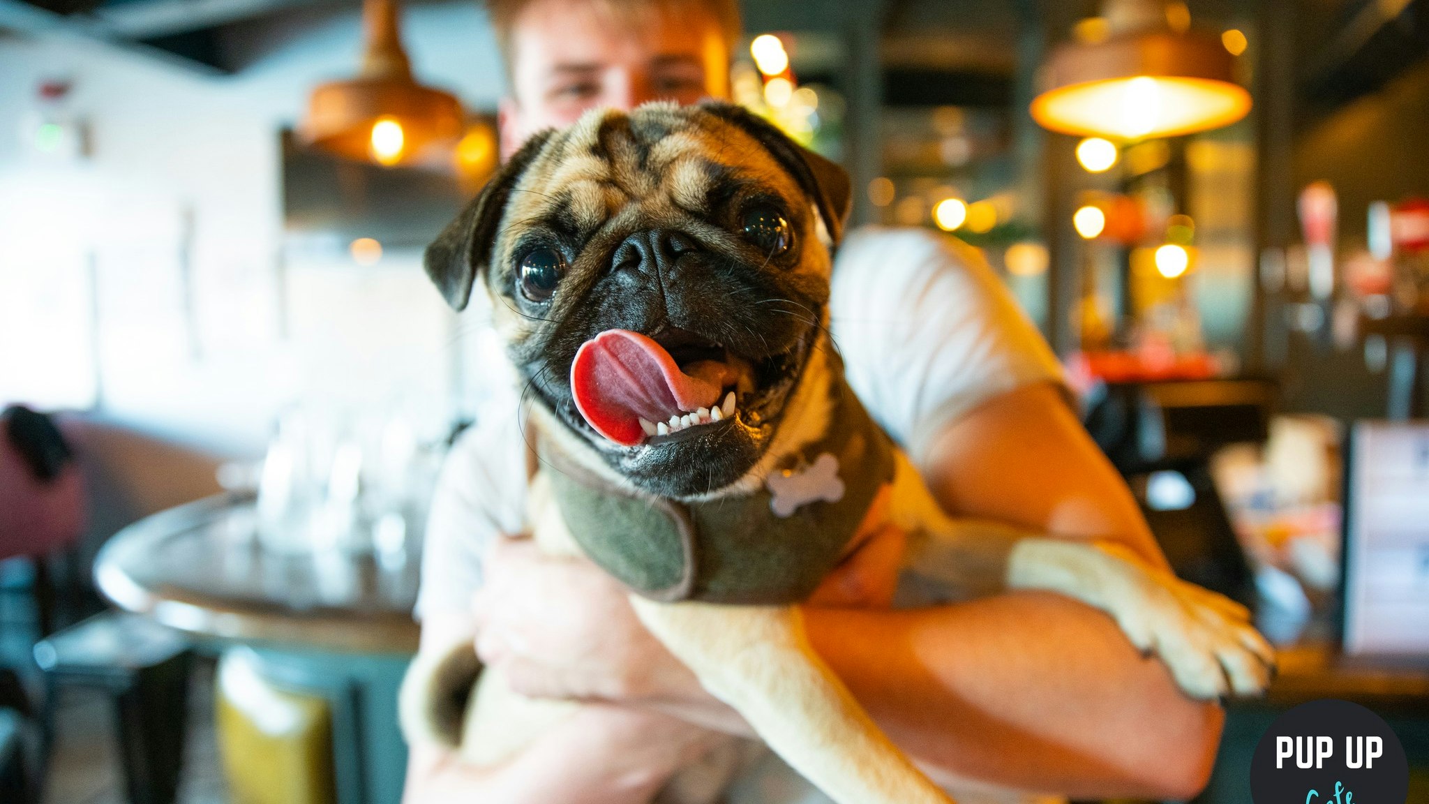 Pug Pup Up Cafe – Harrogate