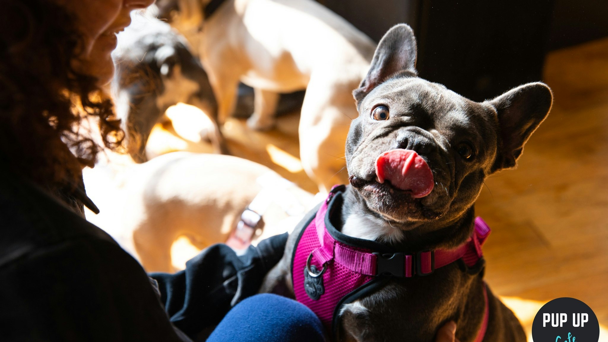 Frenchie Pup Up Cafe – Harrogate