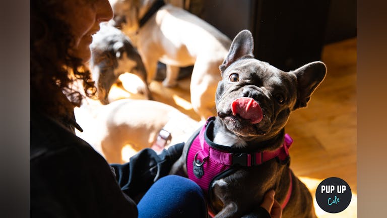 Frenchie Pup Up Cafe - Harrogate