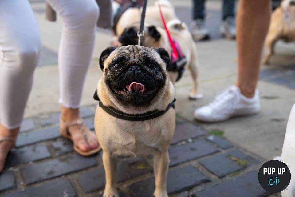 Pug Pup Up Cafe – Huddersfield