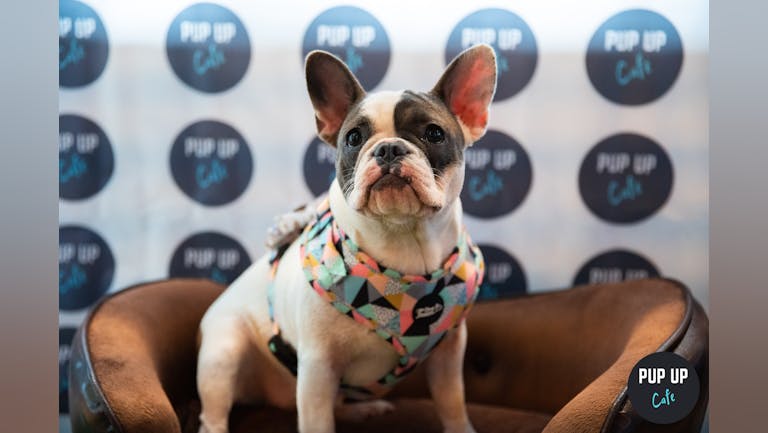 Frenchie Pup Up Cafe - Southampton