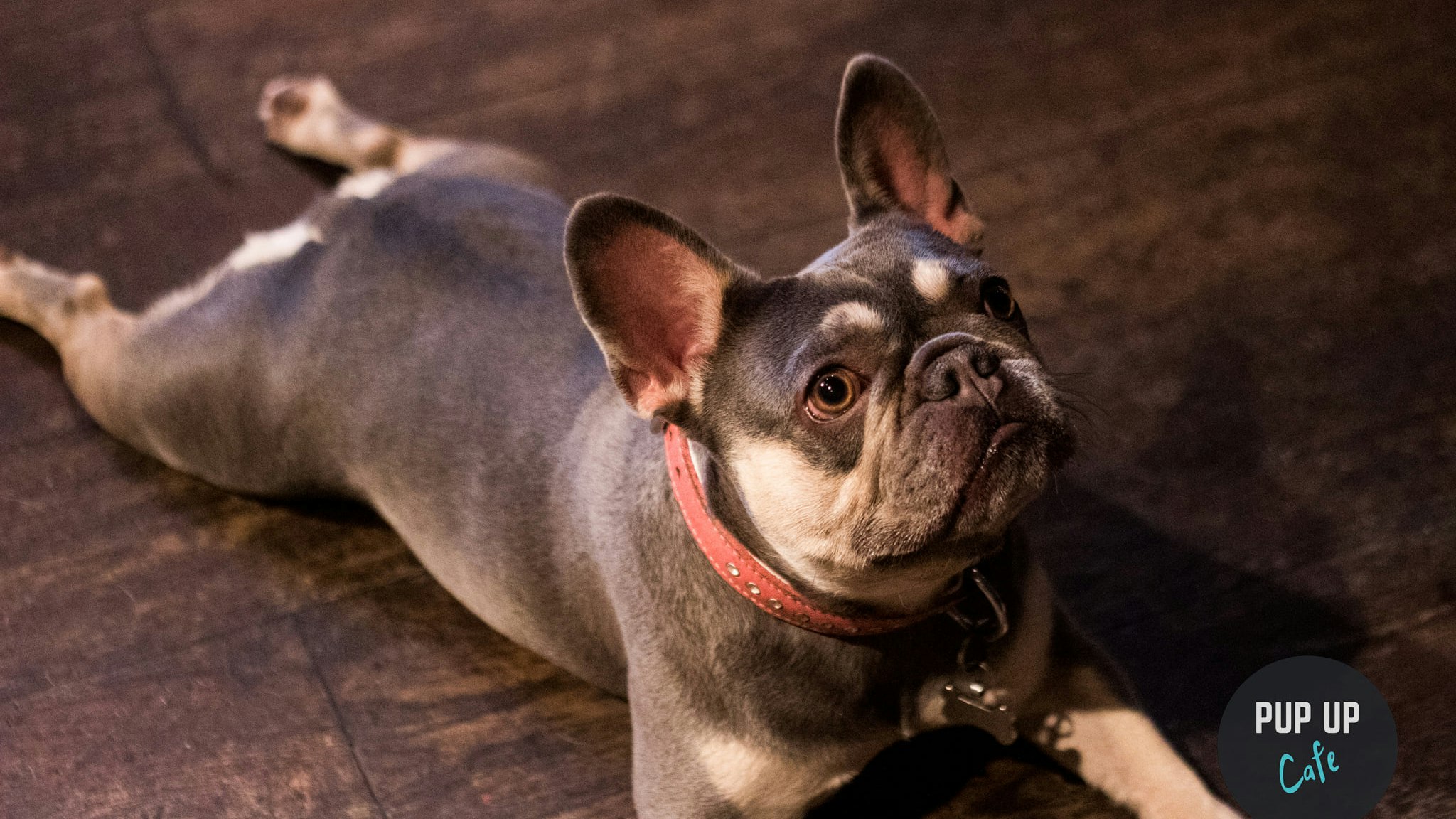 Frenchie Pup Up Cafe – Southend