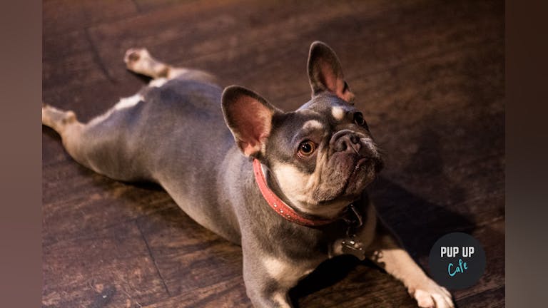 Frenchie Pup Up Cafe - Southend