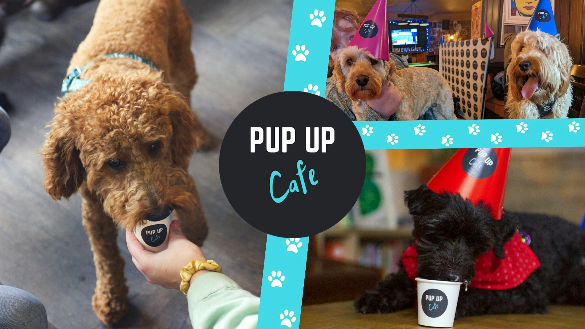 Doodles Pup Up Cafe – Sheffield