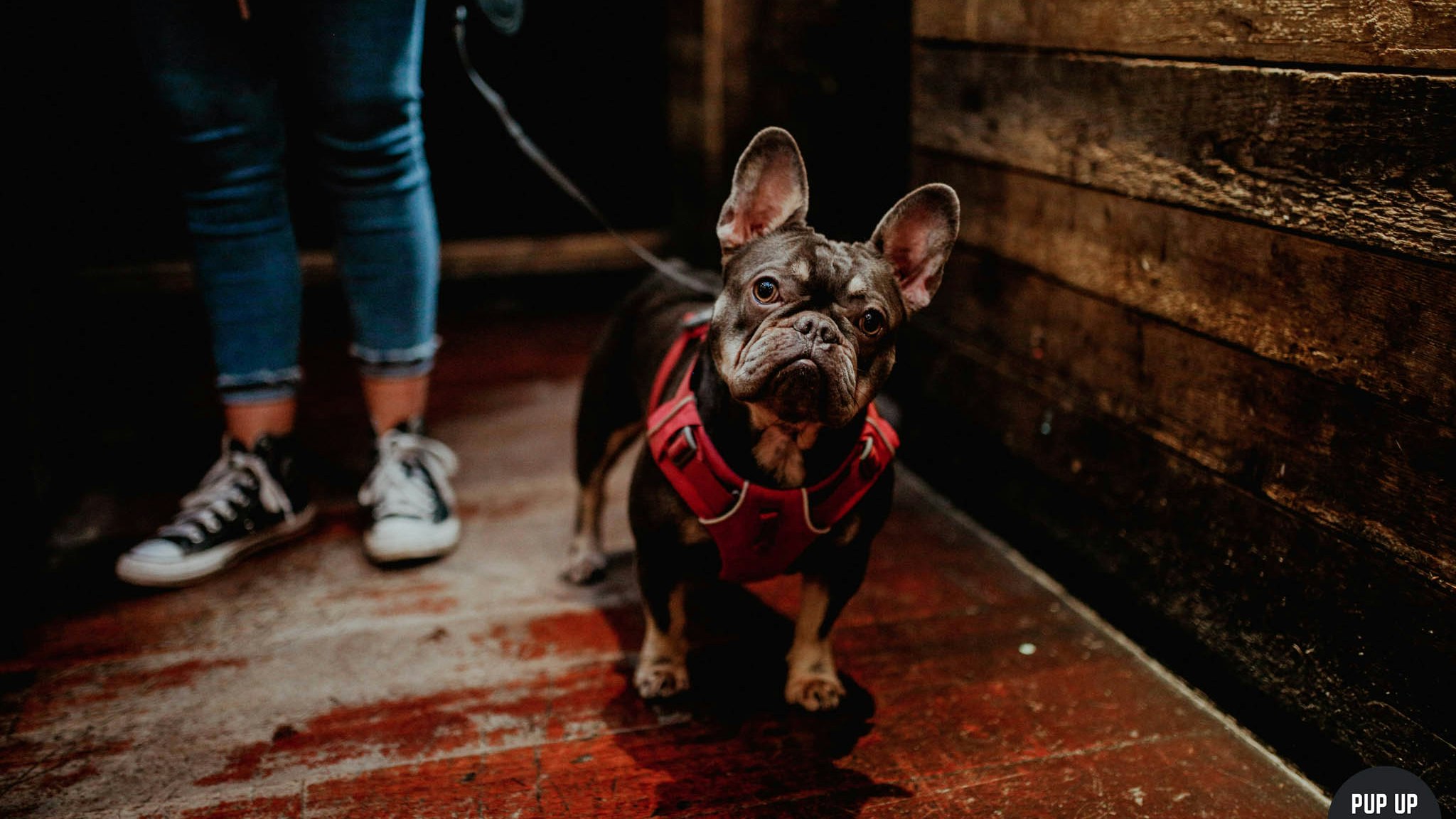 Frenchie Pup Up Cafe – Sheffield