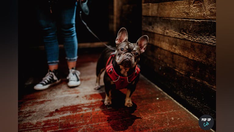 Frenchie Pup Up Cafe - Sheffield