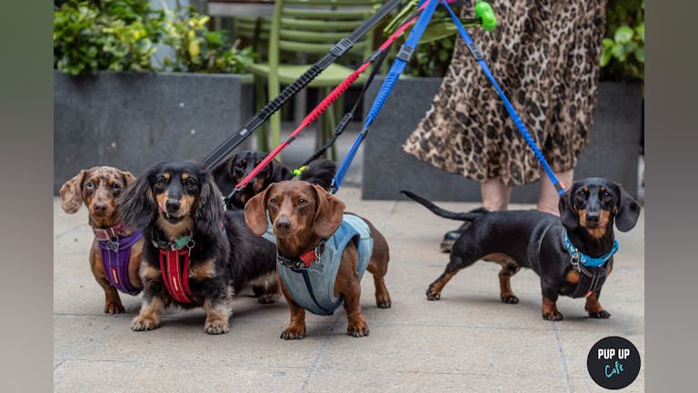 Dachshund Pup Up Cafe - Newcastle