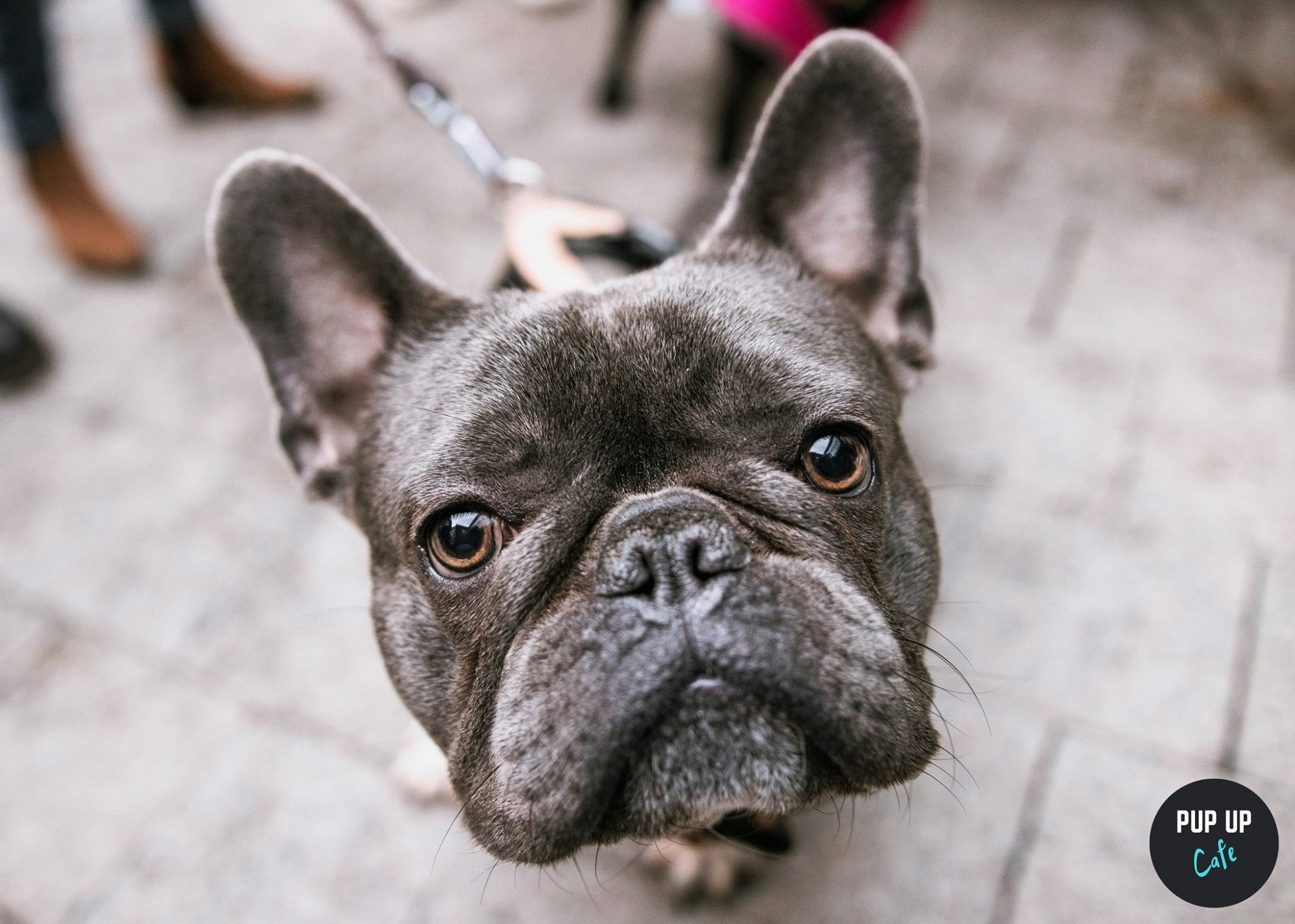 Frenchie Pup Up Cafe – London Excel