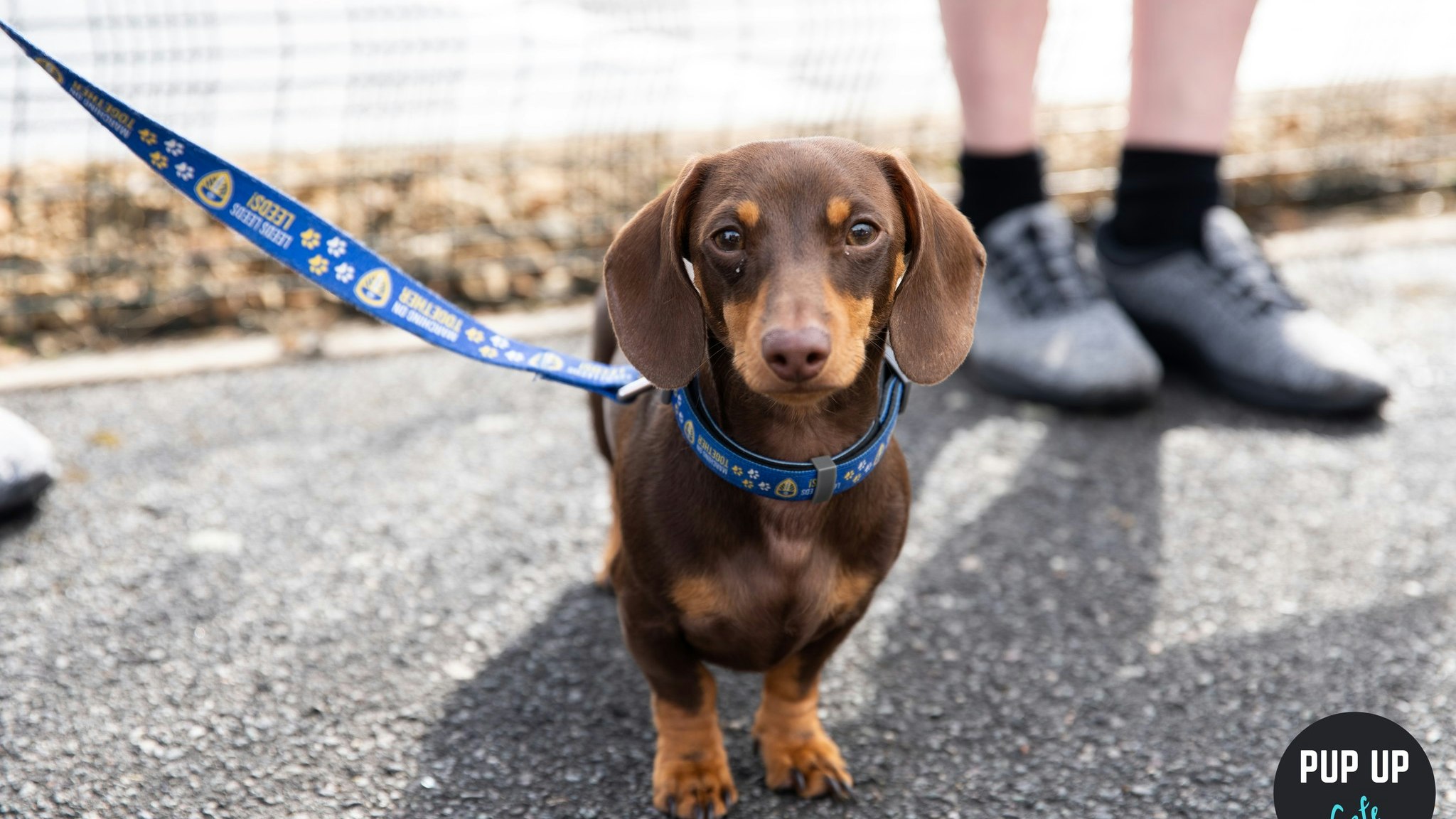 Dachshund Pup Up Cafe – Bournemouth