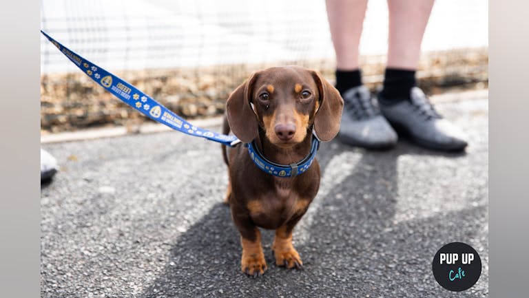 Dachshund Pup Up Cafe - Bournemouth