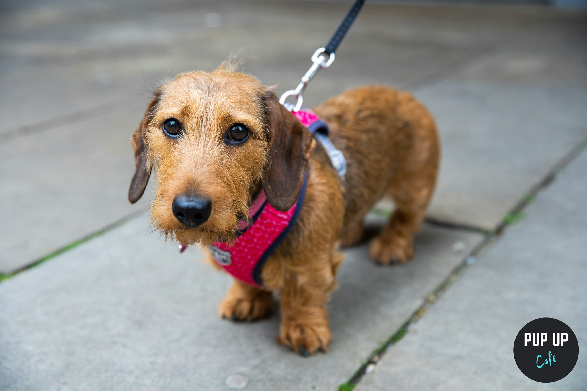 Dachshund Pup Up Cafe – Cardiff