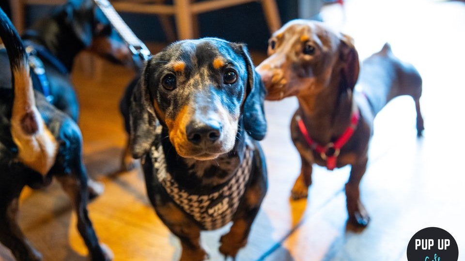 Dachshund Pup Up Cafe – London