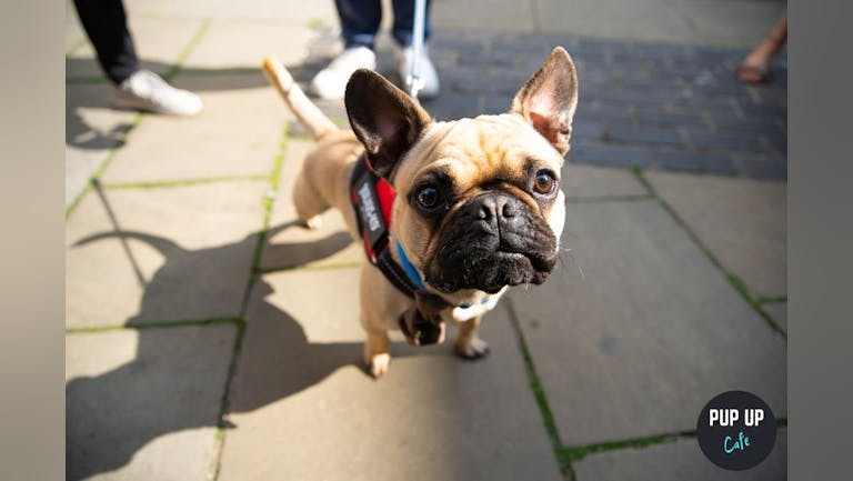 Frenchie Pup Up Cafe - Exeter