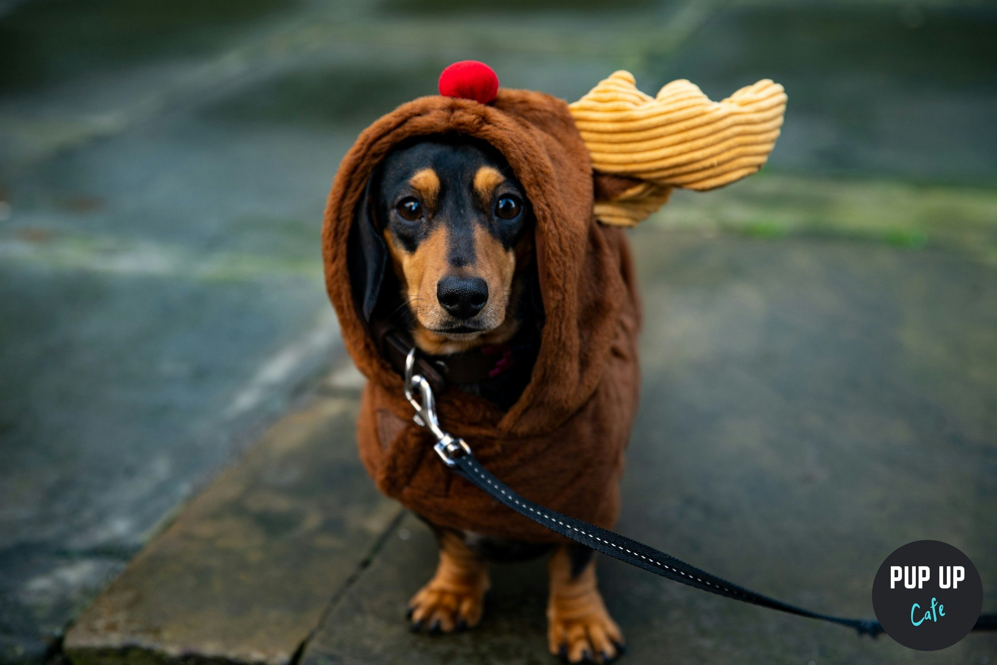 London – Dachshund Christmas Tour 🤶🎄🎅