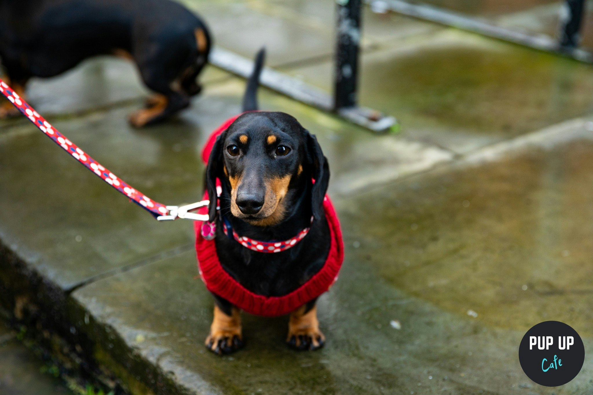 Leeds – Dachshund Christmas Tour 🤶🎄🎅