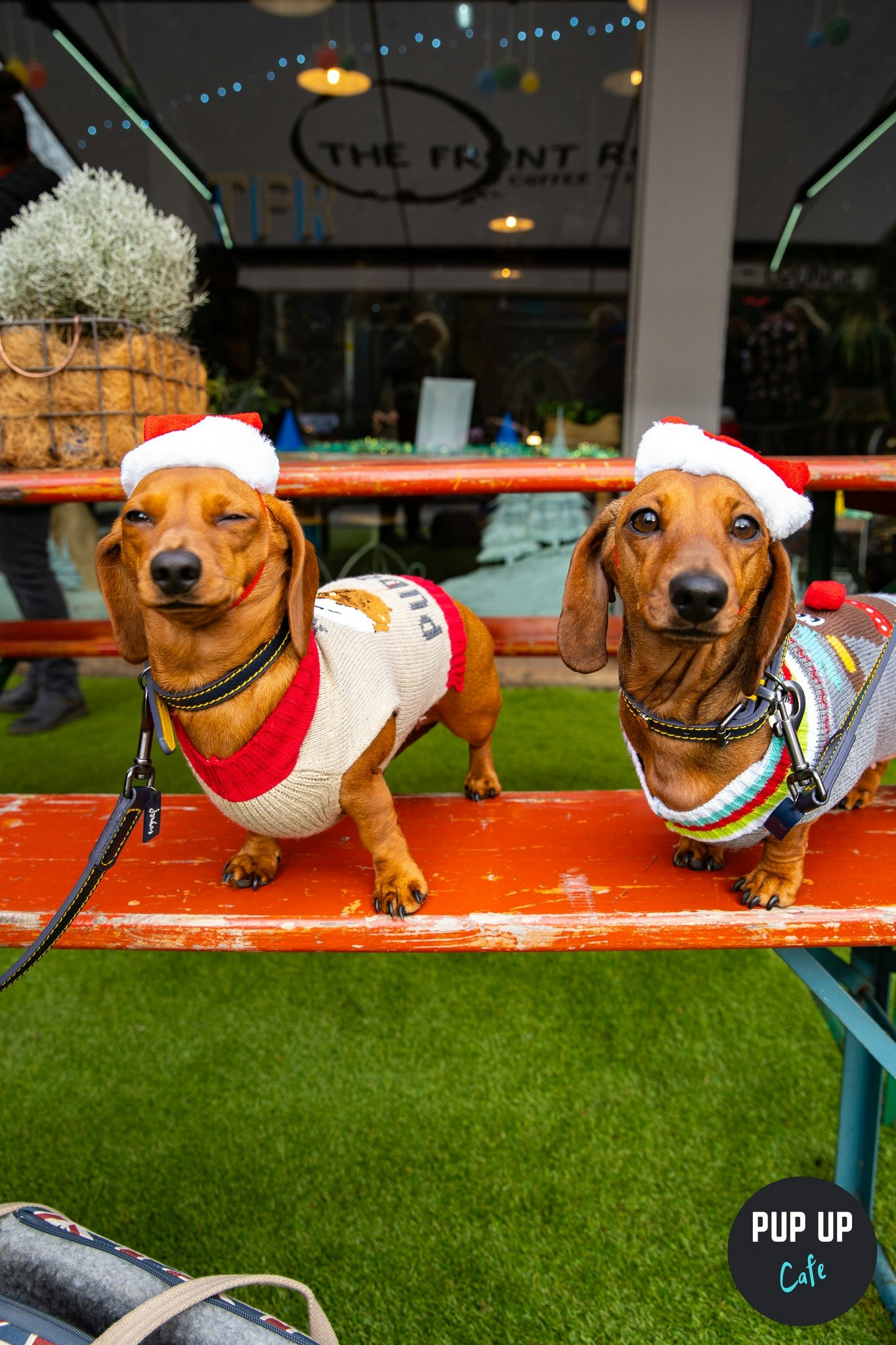 Birmingham – Dachshund Christmas Tour 🤶🎄🎅