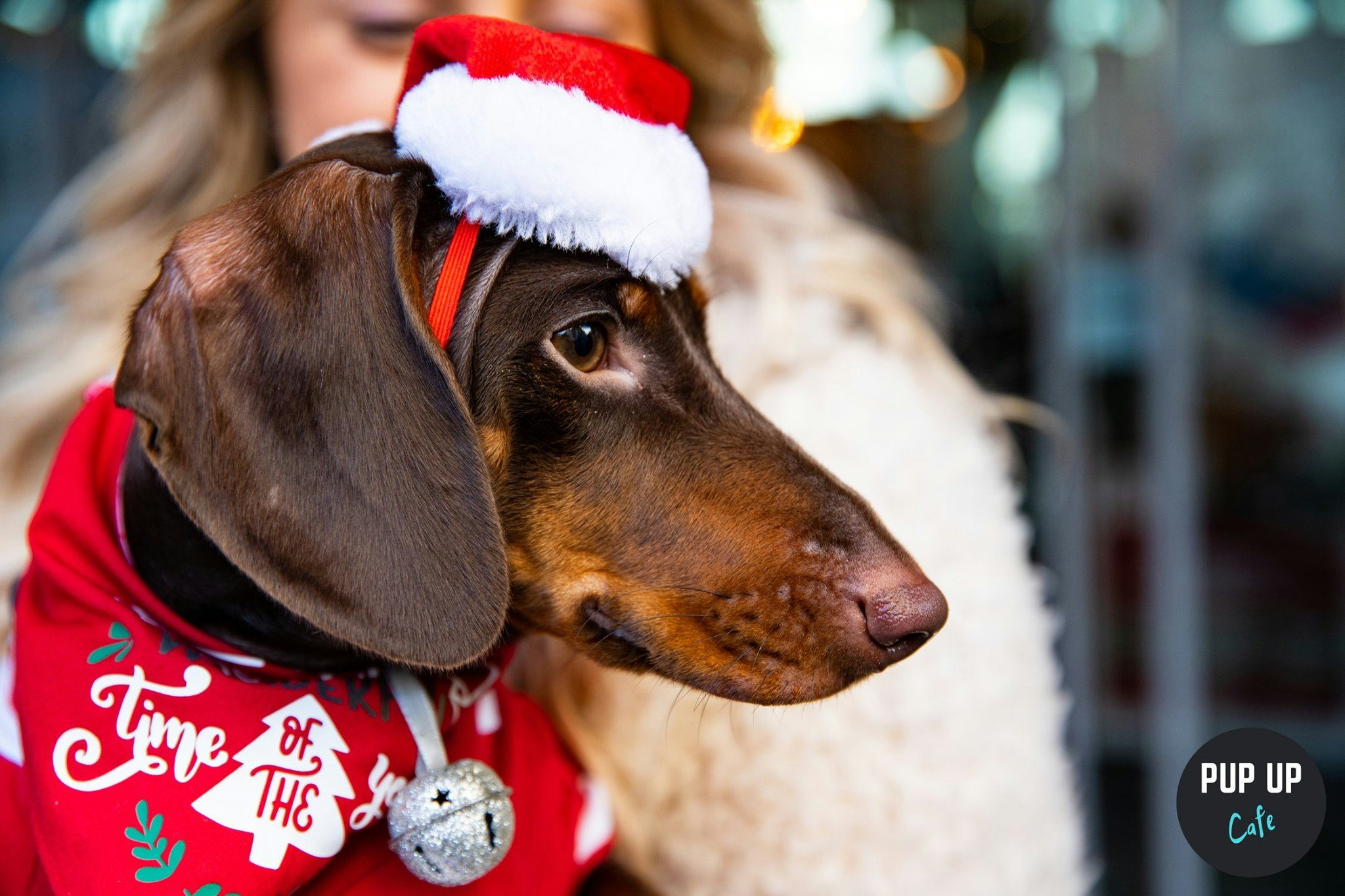 Lincoln – Dachshund Christmas Tour 🤶🎄🎅