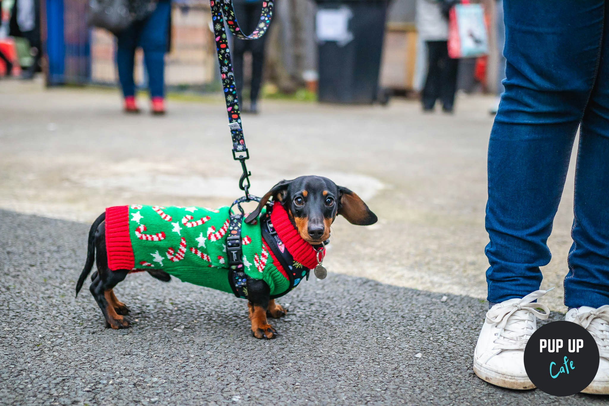 Bath – Dachshund Christmas Tour 🤶🎄🎅