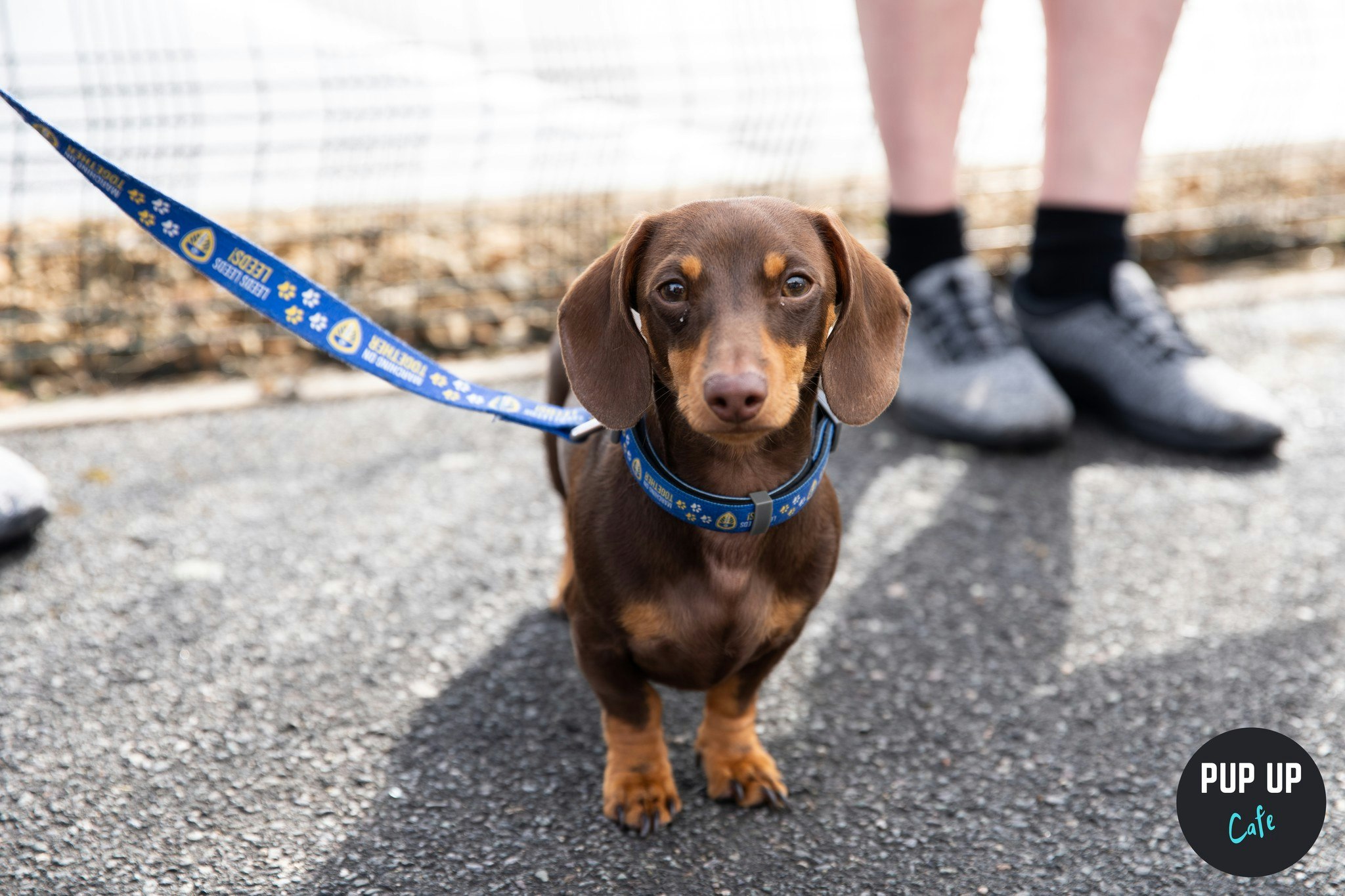 Dachshund Pup Up Cafe – Leeds