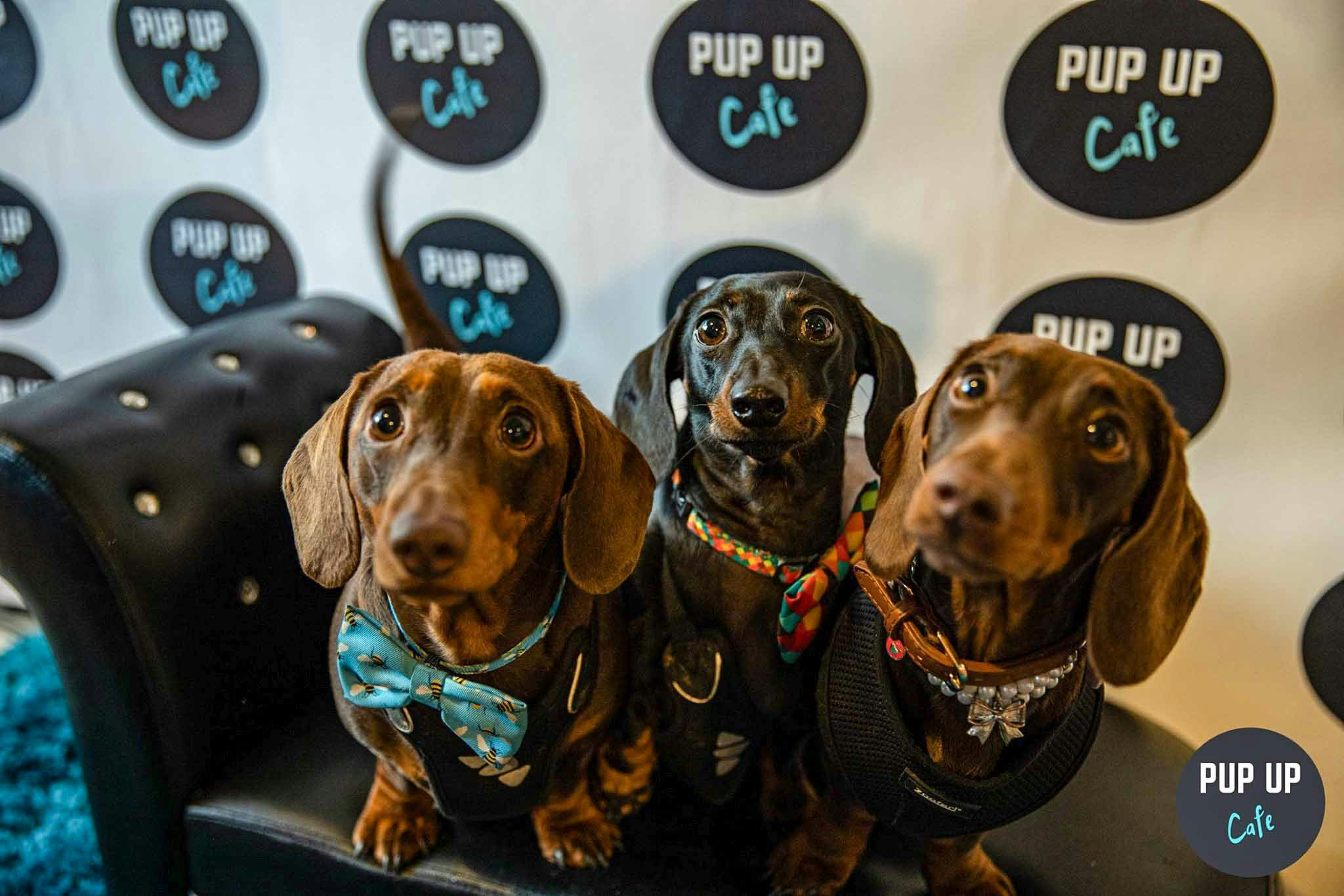 Dachshund Pup Up Cafe – Cardiff