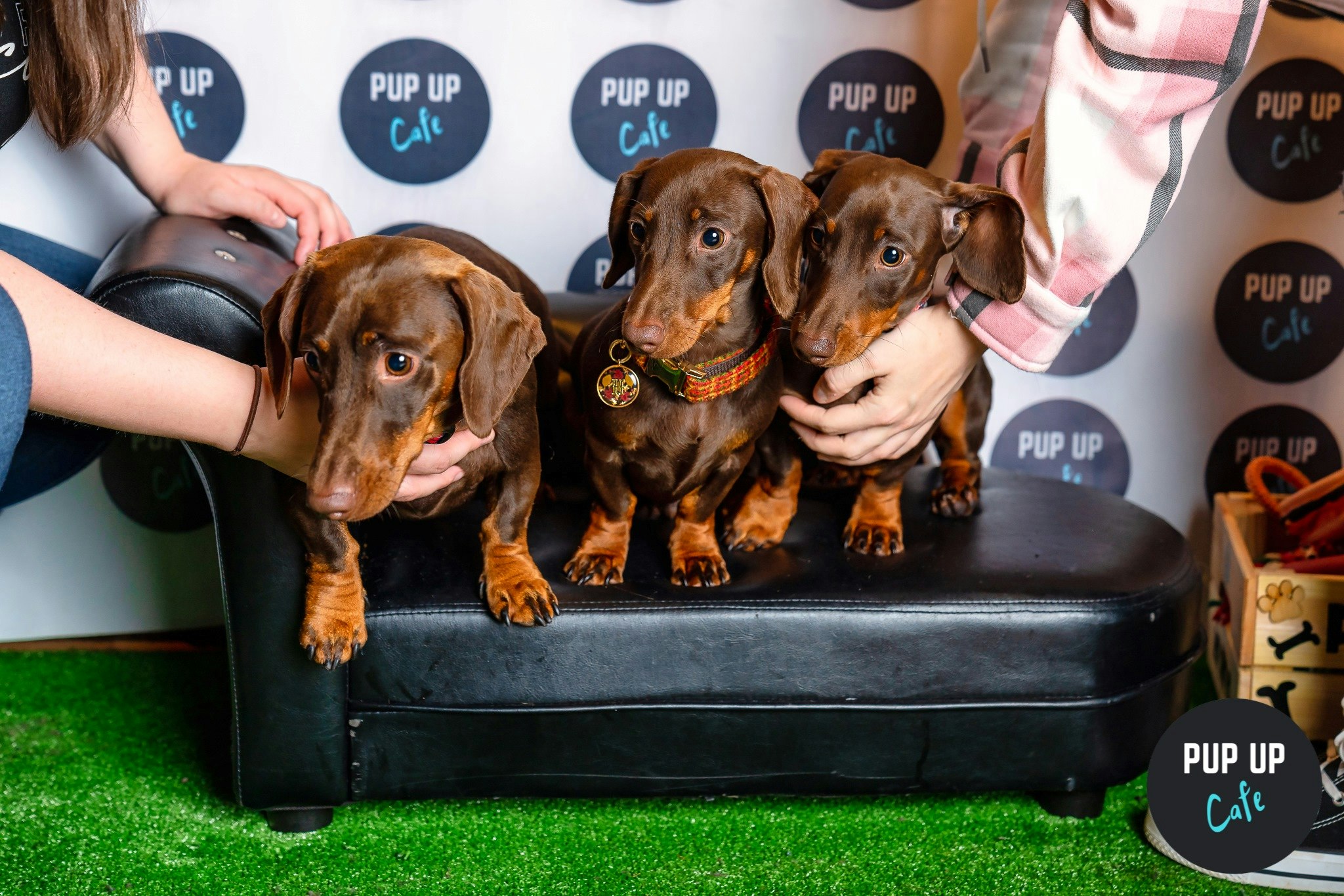 Dachshund Pup Up Cafe – Stafford