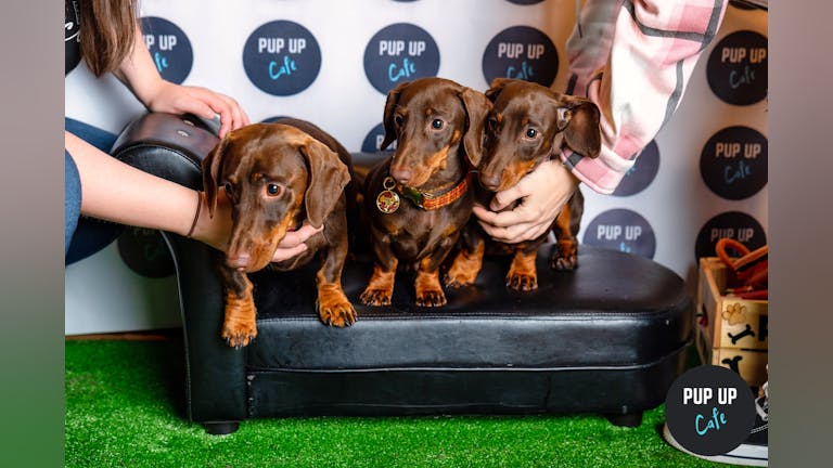 Dachshund Pup Up Cafe - Stafford