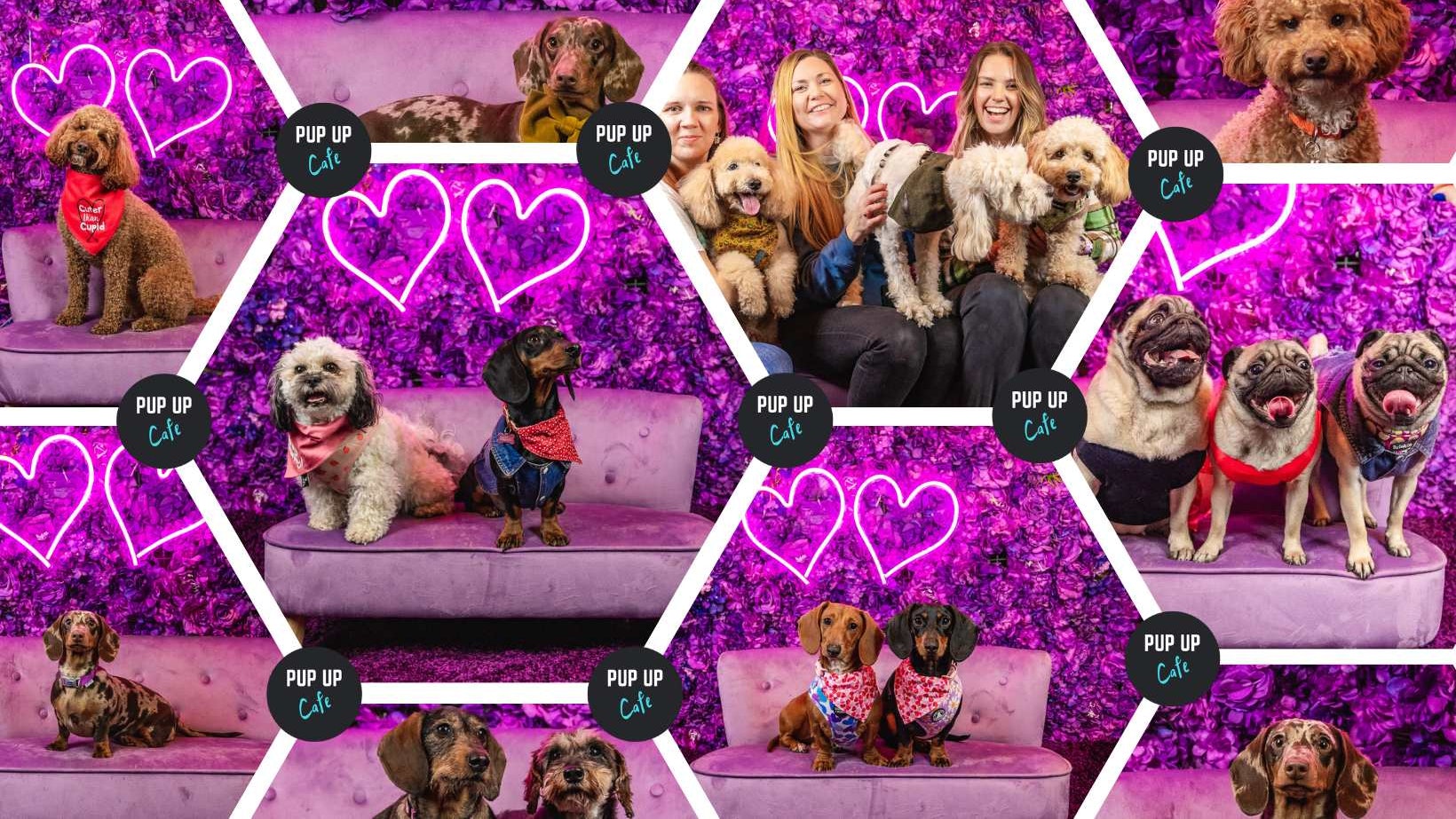 Pup Up Cafe: Valentines in High Wycombe! 💜 (Dachshunds/Pugs/All Paws!)