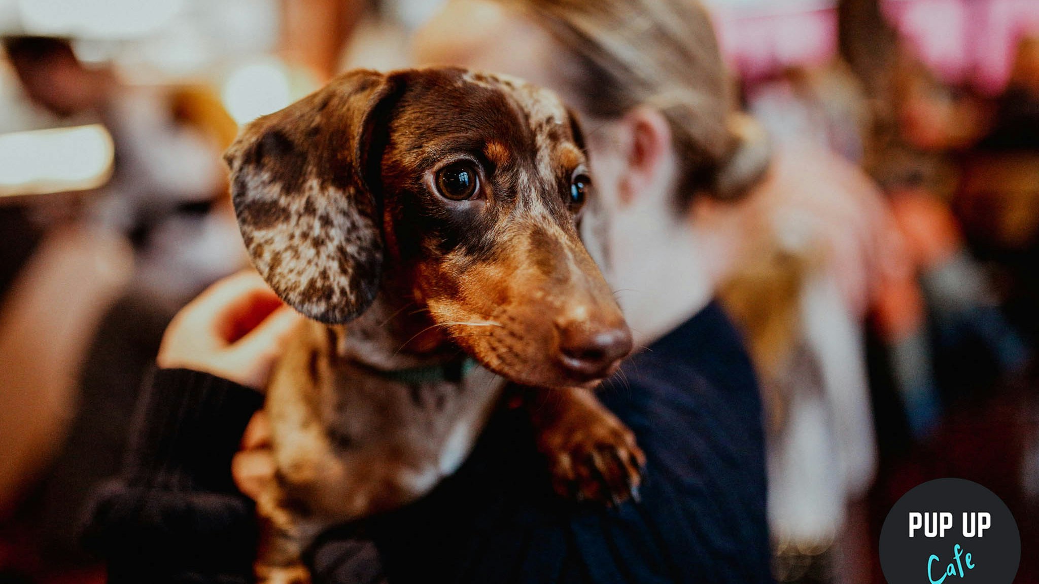 Dachshund Pup Up Cafe – Reading