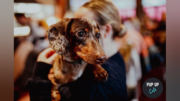 Dachshund Pup Up Cafe - Reading