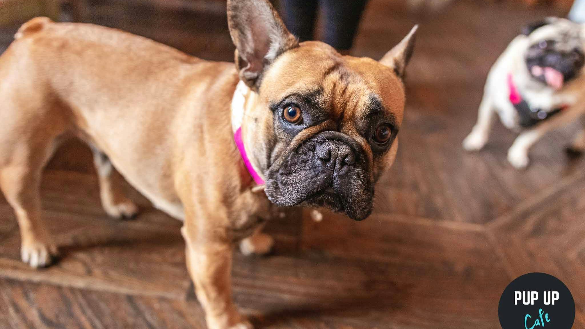 Pug & Frenchie Pup Up Cafe – Southampton