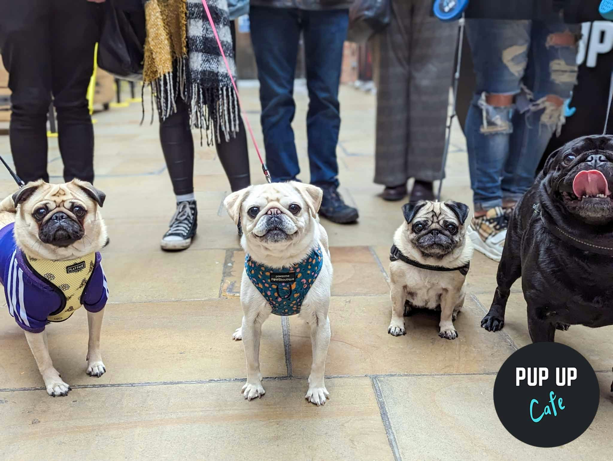 ALL BREEDS Pup Up Cafe – Southampton | SUMMER TOUR! 🌞 (Dachshund/Pug/Frenchie/Doodle/Other)