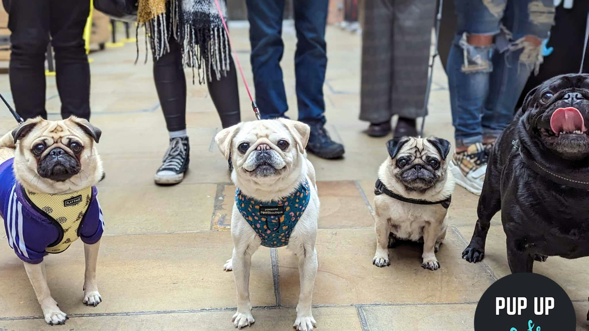 ALL BREEDS Pup Up Cafe – Southampton | SUMMER TOUR! 🌞 (Dachshund/Pug/Frenchie/Doodle/Other)