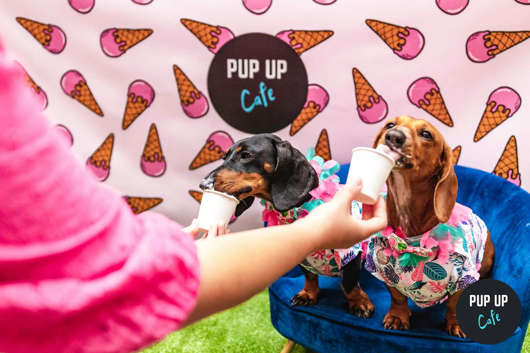 Dachshund Pup Up Cafe – Manchester