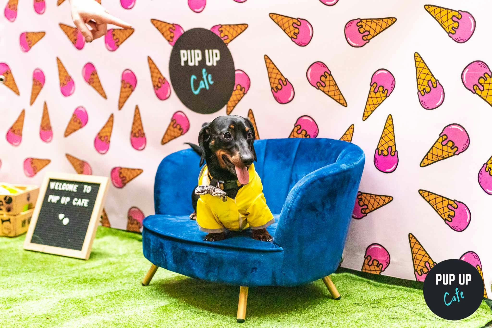 Dachshund Pup Up Cafe – Cambridge