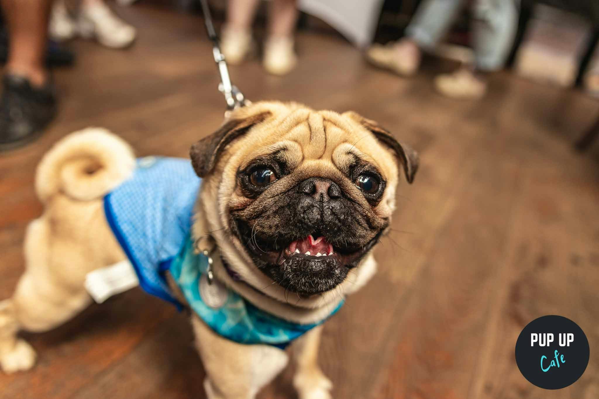 Pug Pup Up Cafe – Southend