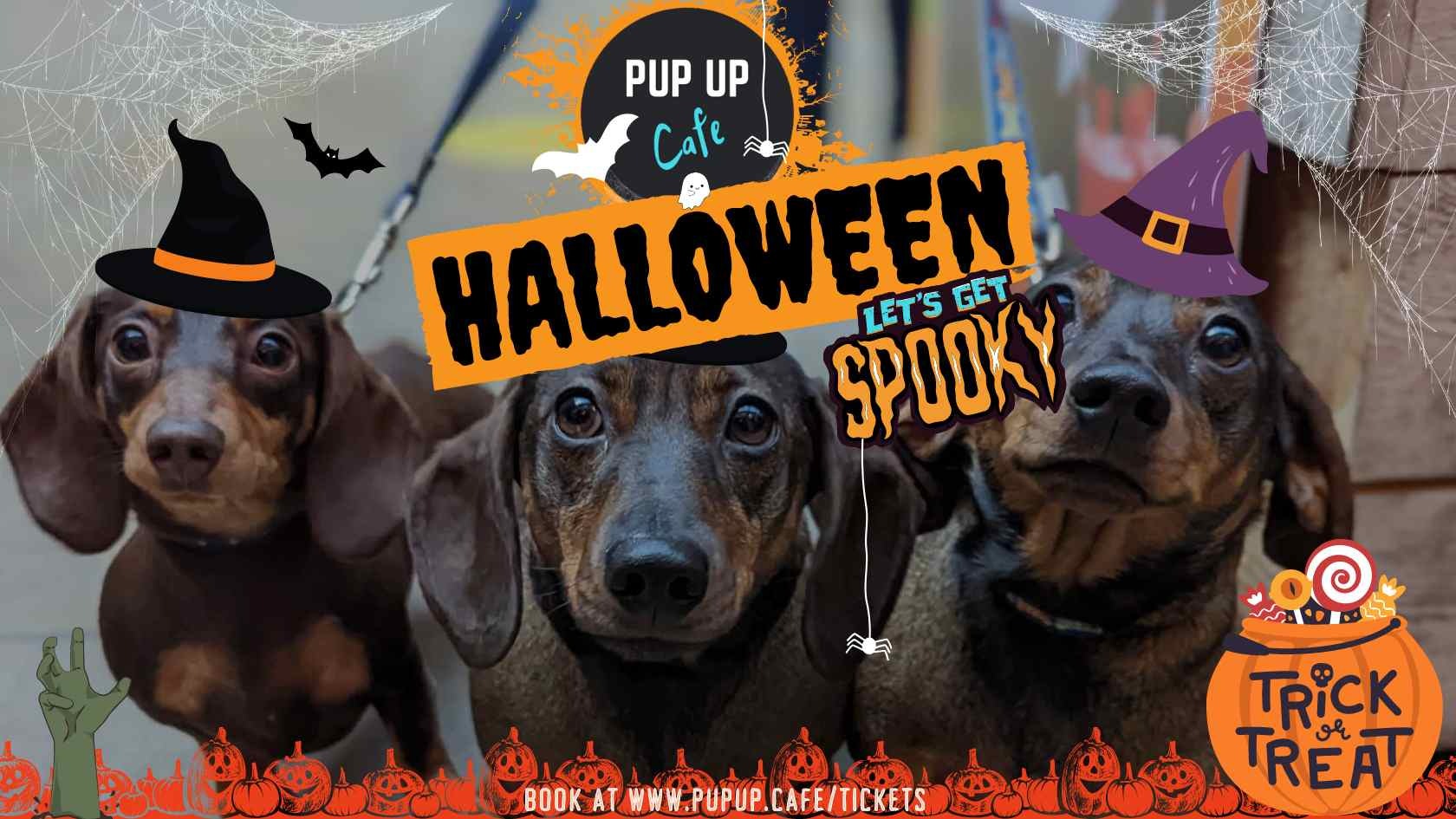 Dachshund Pup Up Cafe – Liverpool | HALLOWEEN! 🎃