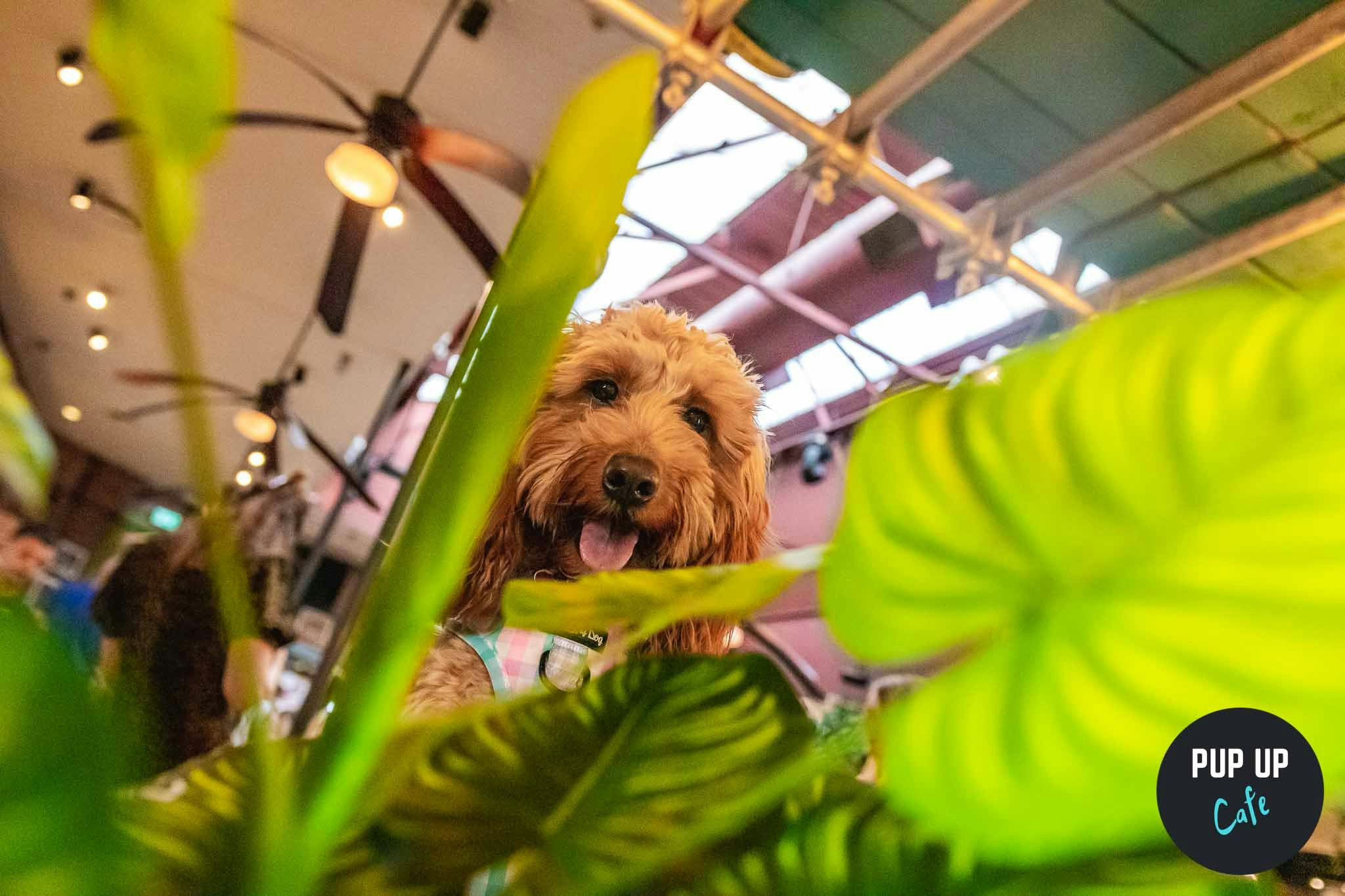 Doodle Pup Up Cafe – Plymouth