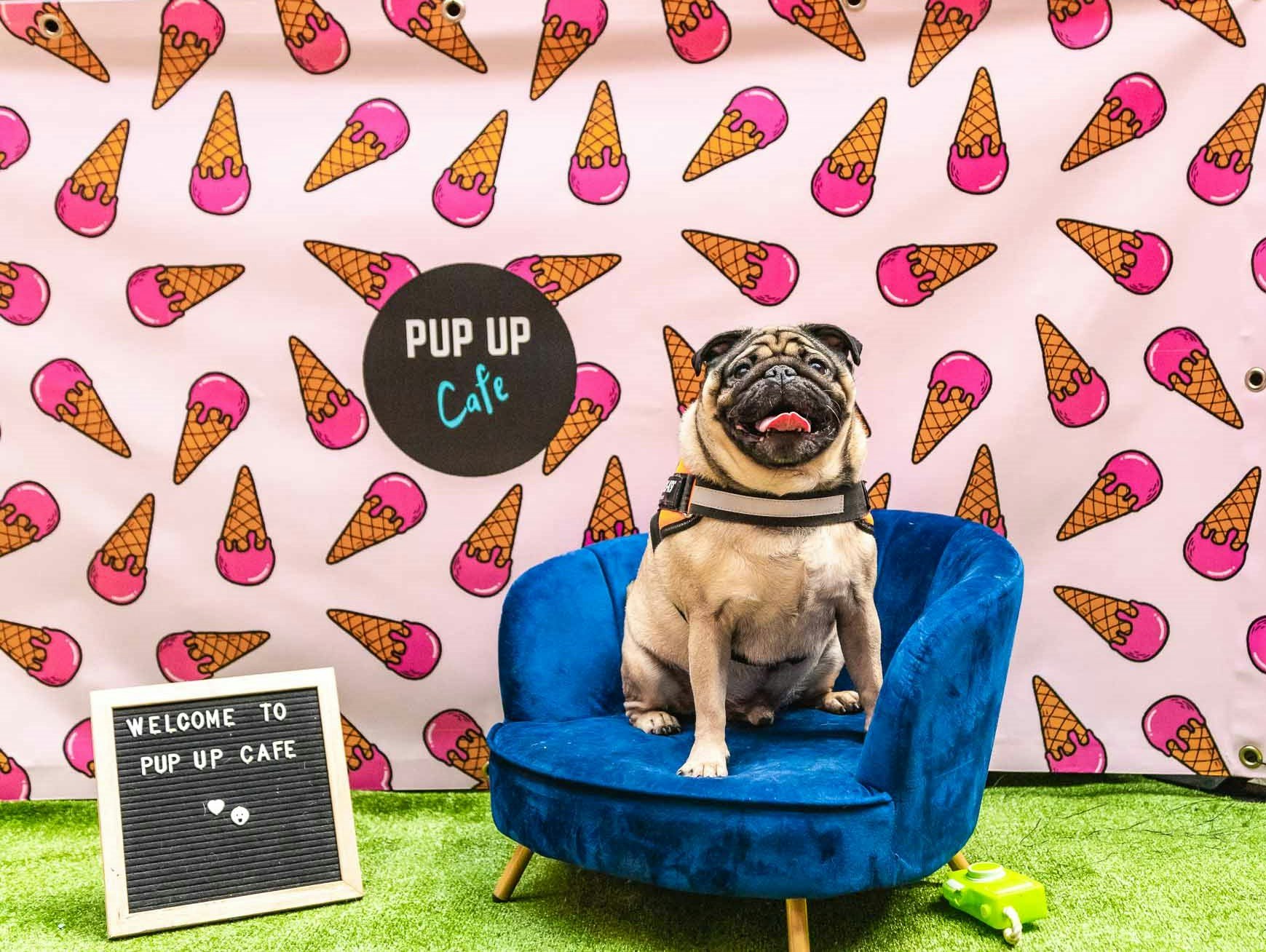 Pug Pup Up Cafe – Cambridge