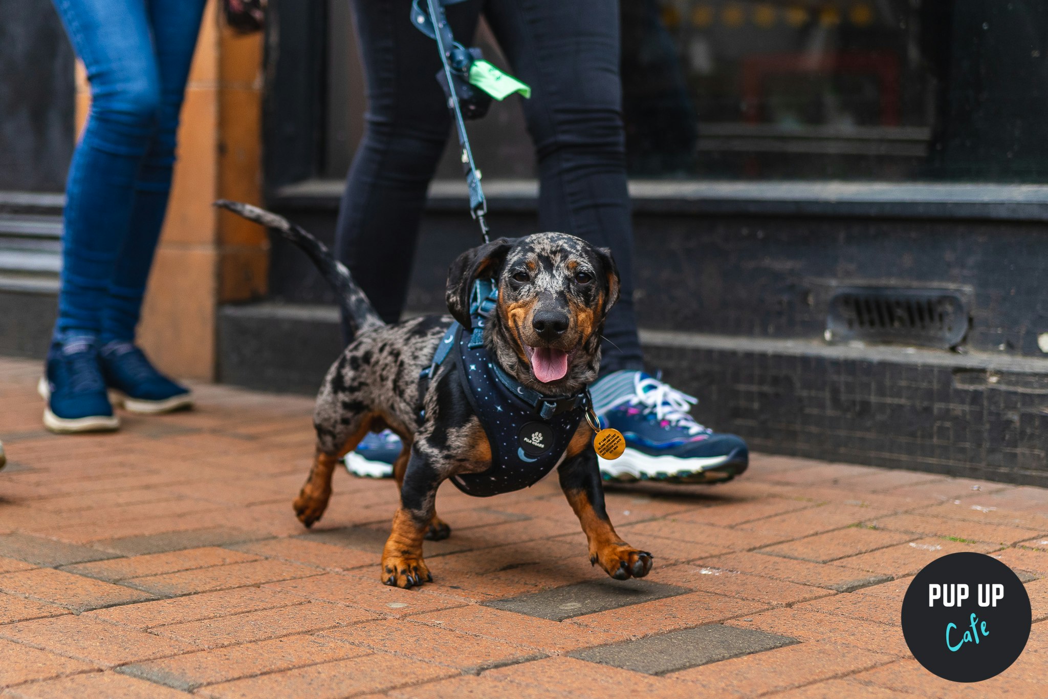 Dachshund Pup Up Cafe – Glasgow