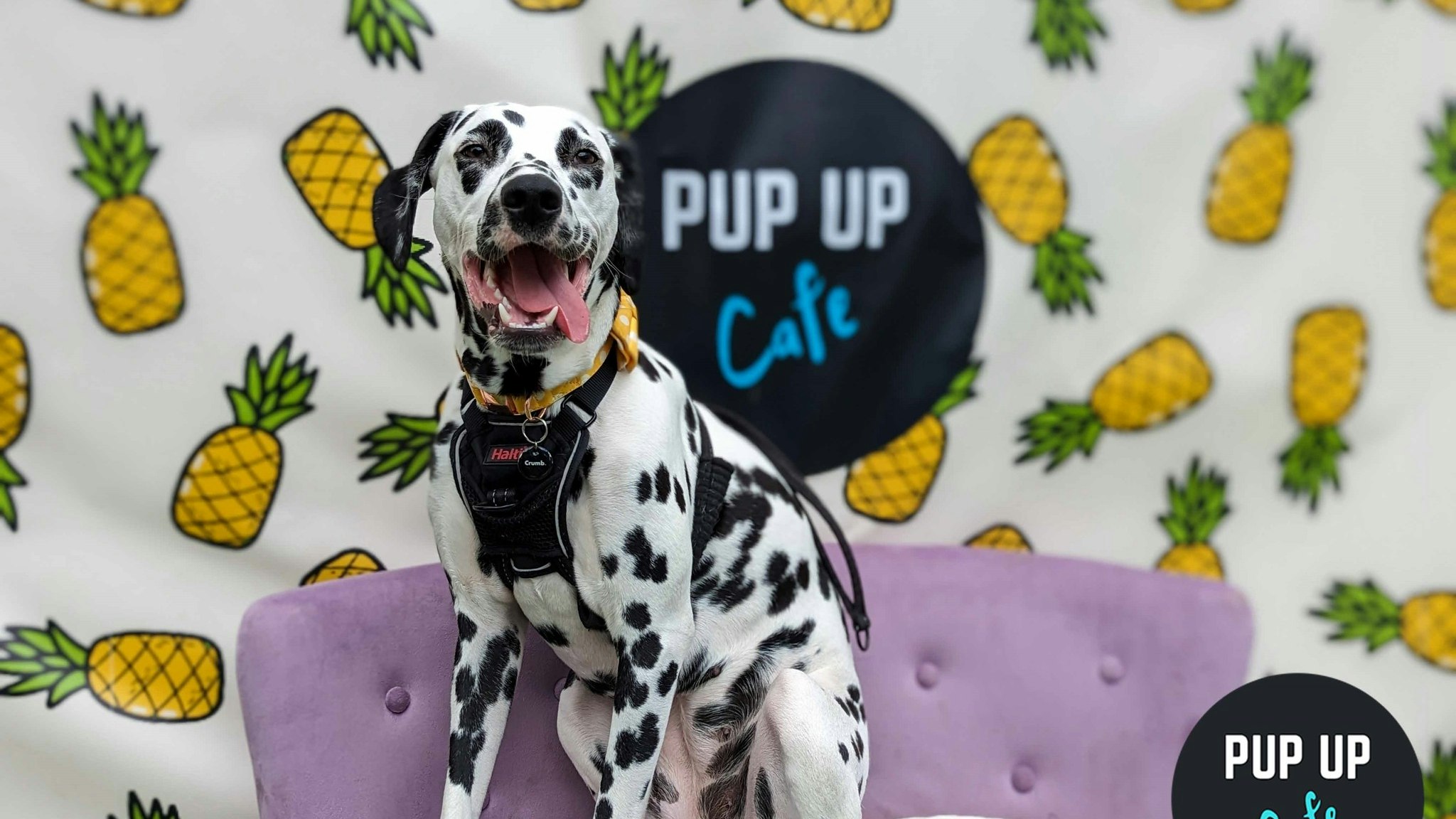 All Paws Welcome Pup Up Cafe – Sheffield
