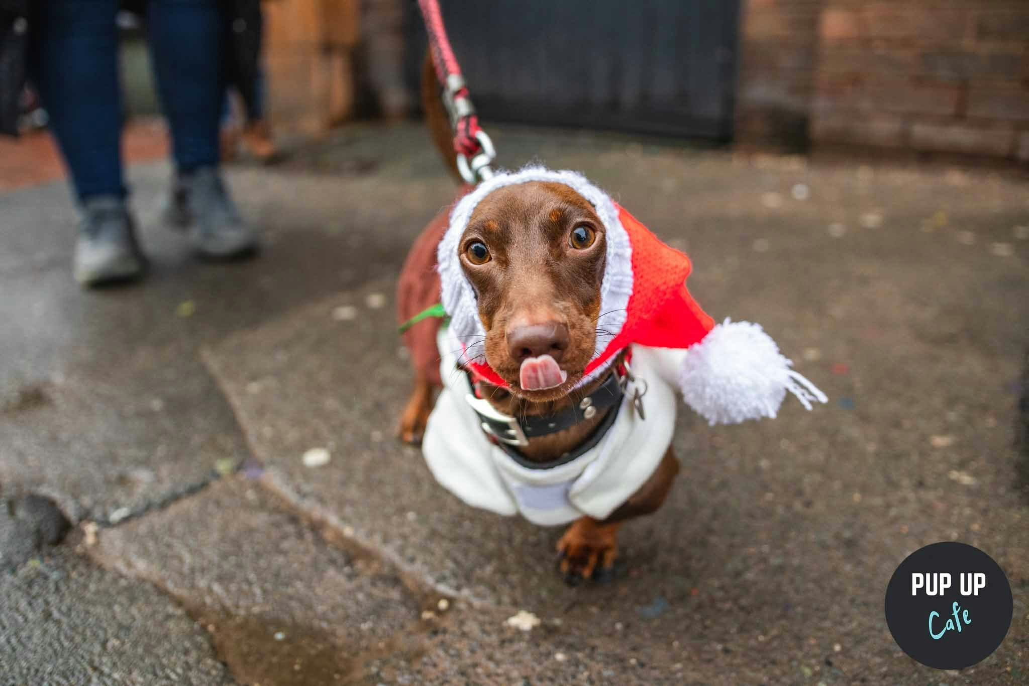 Sheffield – Dashing Dachshund Christmas Tour 🎄